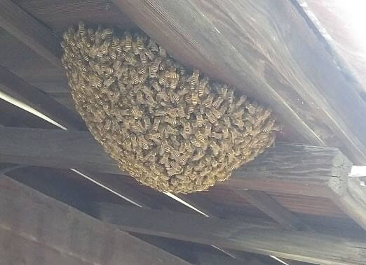 ミツバチ分蜂駆除軒下
